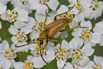 Ingekeepte smalboktorren eten nectar en pollen en zitten na veelvuldig bloembezoek vaak onder het stuifmeel. (R. Geraeds)