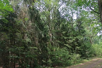 Leefgebied van de Bruine soldaatboktor, een sparrenopstand in een gemend bos (R. Geraeds).