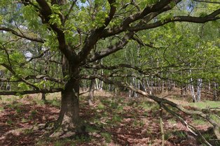 Schijn-nevelvlekboktorren zijn vaak aanwezig op dode takken van verder vitale bomen zoals Zomereik (R. Geraeds)