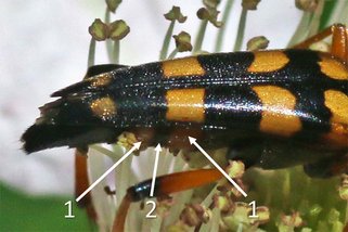 Bij vrouwtjes van de Slanke smalboktor zijn de middelste segmenten van het achterlijf afwisselend geel/oranje (1) en zwart