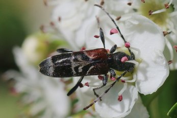 Mierenboktor eten stuifmeel en zijn regelmatig op bloeiende struiken en schermbloemen te vinden (R. Geraeds)