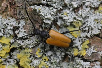 Zwarttip-smalboktor - Paracorymbia fulva - vrouw (R. Geraeds)