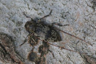    Kleine nevelvlekboktor - Leiopus femoratus- vrouw (R. Geraeds)