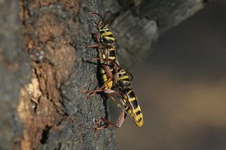 Paring Gele wespenboktor op een verbrande Zomereik (R.Geraeds)