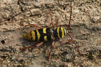 Gele wespenboktor, - Plagionotus detritus vrouw (R. Geraeds)