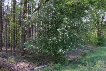 Bloeiende Wilde lijsterbessen langs naaldbossen zijn kansrijke plekken om Bruine soldaatbok te vinden (R. Geraeds)