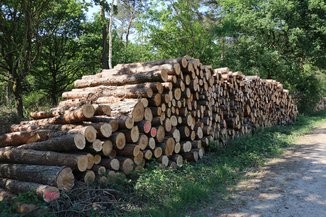 Huisboktorren worden vooral gevonden op stapels gezaagd naaldhout en kapvlaktes. (R. Geraeds)