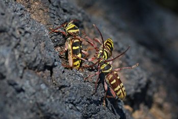 Onderlinge gevechten van mannetjes van de Gele wespenboktor (R. Geraeds)