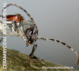Cerambycidae - Boktorren