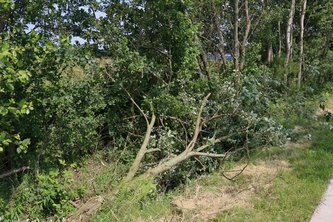 Vindplaats van de Grijze wespenboktor op een uitgebroken tak van Boswilg (Salix caprea) (R. Geraeds)