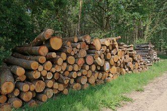 Vuurboktorren worden veel waargenomen op stapels gekapt eikenhout (R. Geraeds)