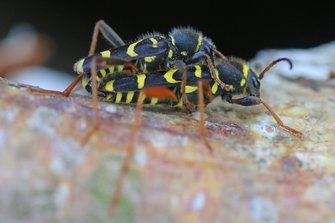 Copula van de Kleine wespenboktor op een populierenstam (R. Geraeds)