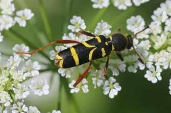    Van de wespenboktorren is de Kleine wespenboktor de enige soort die regelmatig op bloemen te vinden is (R. Geraeds)