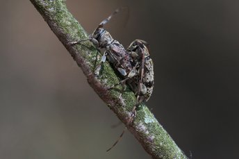 Kleine nevelvlekboktor - Leiopus femoratus- copula (R. Geraeds)