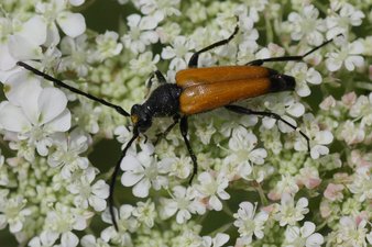 Zwarttip-smalboktor - Paracorymbia fulva - man (R. Geraeds)