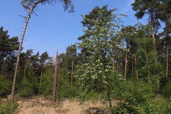 Naald-kortschildboktorren zijn vaak te vinden op bloeiende Wilde lijsterbes in de omgeving van naaldbos (R. Geraeds)