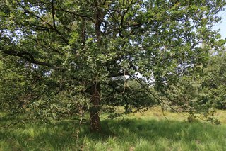    Elzenboktorren worden vooral geklopt uit eiken in open bossen en bosranden en takkenhopen (R. Geraeds)
